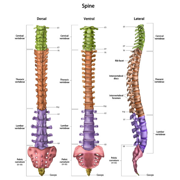 Zgradba hrbtenice, anatomija, hrbtenica vretenca